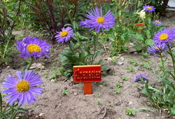 Blumenbeet mit violetten Blüten und einem roten Schild vor einer roten Backsteinmauer